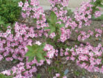 weigela florida pink poppet