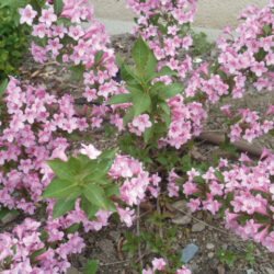 weigela florida pink poppet