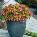 weigela florida prism(TM) magic carpet