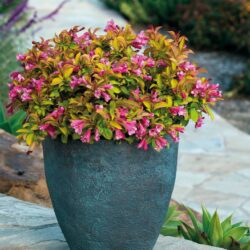 weigela florida prism(TM) magic carpet