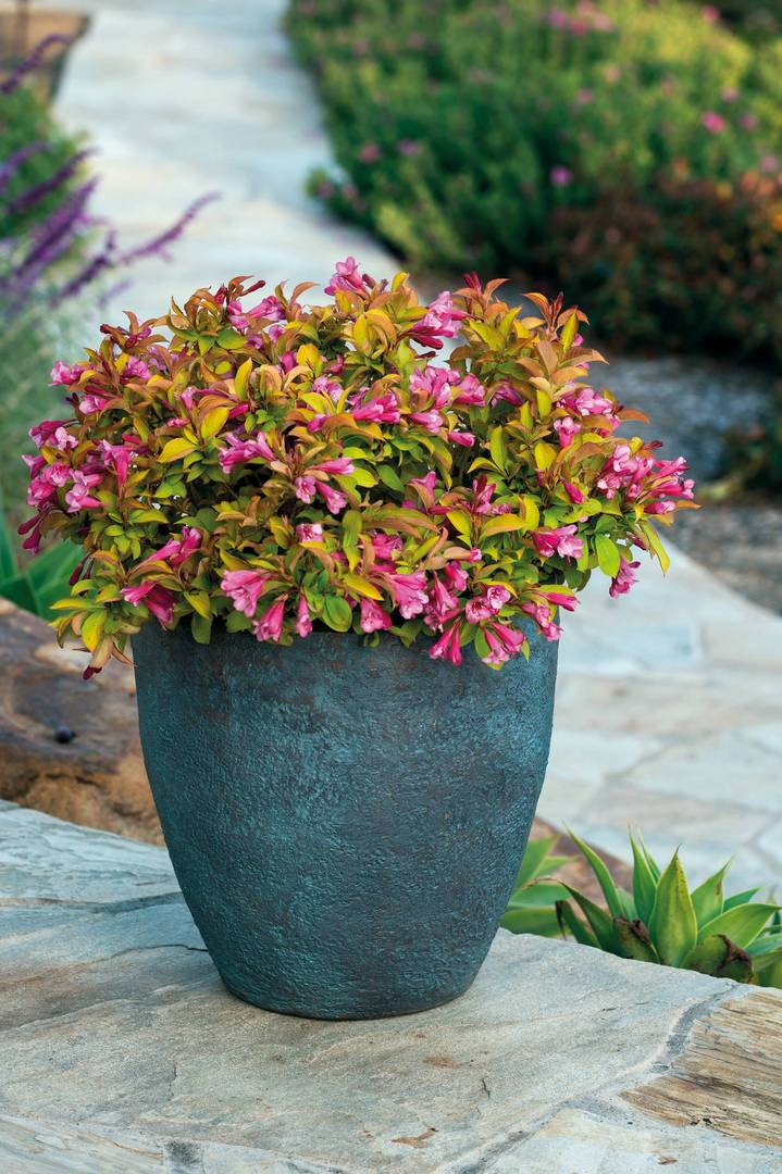 weigela florida prism(TM) magic carpet weigela florida prism(TM) magic carpet