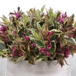 weigela hybrida all summer monet
