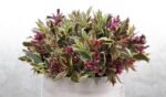 weigela hybrida all summer monet