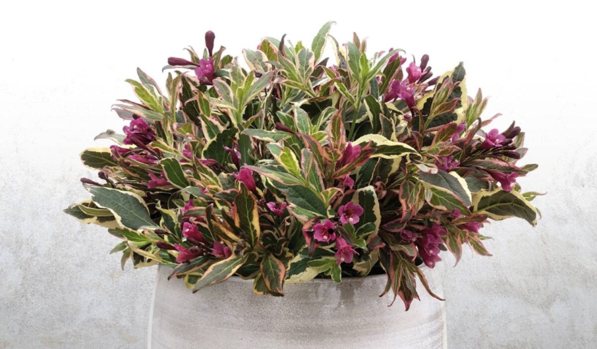 weigela hybrida all summer monet weigela hybrida all summer monet