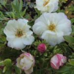 Potentilla Double Punch Cream