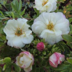 Potentilla Double Punch Cream