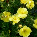 Potentilla Double Punch Gold