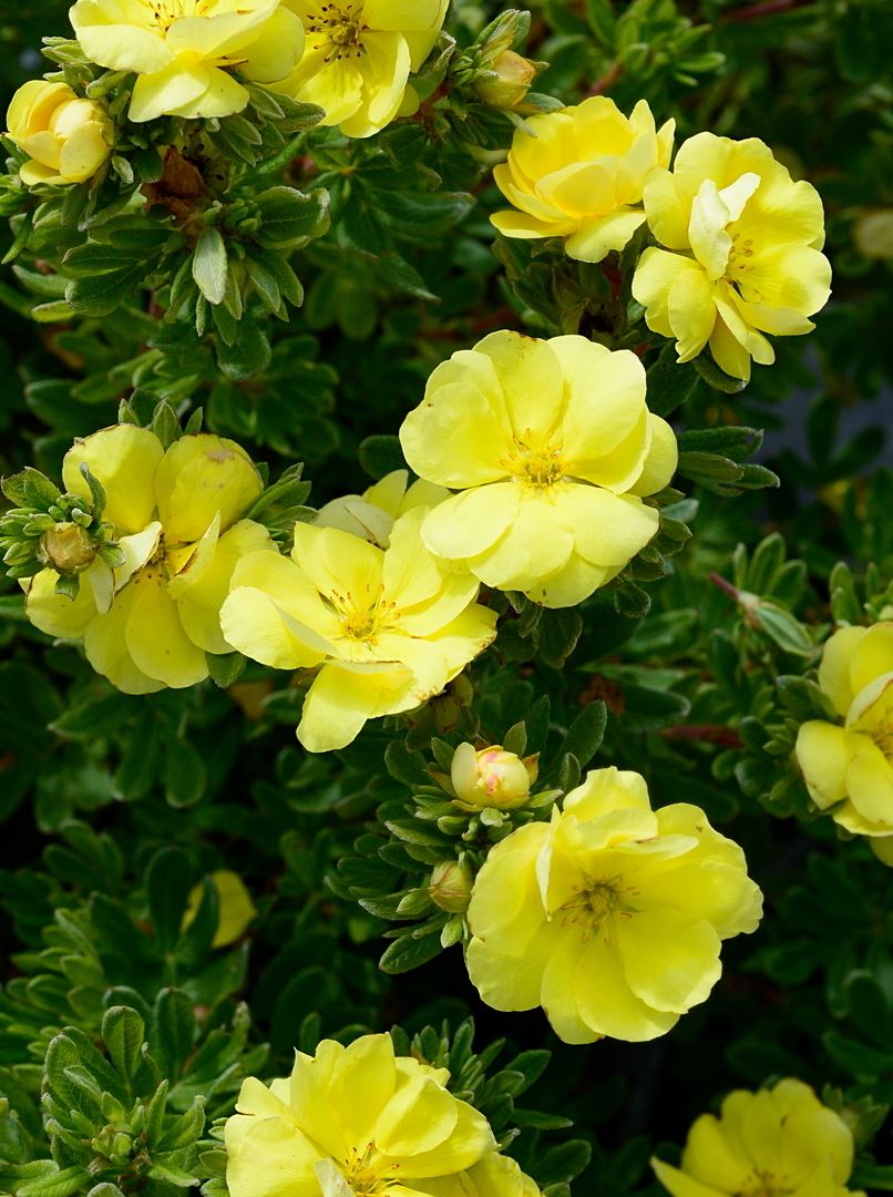 Potentilla Double Punch Gold Potentilla Double Punch Gold