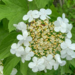 VIBURNUM OPULUS