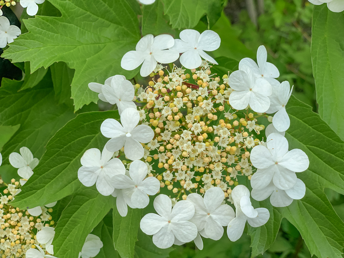 VIBURNUM OPULUS VIBURNUM OPULUS
