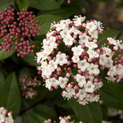 Viburnum Tinus Gwenllian