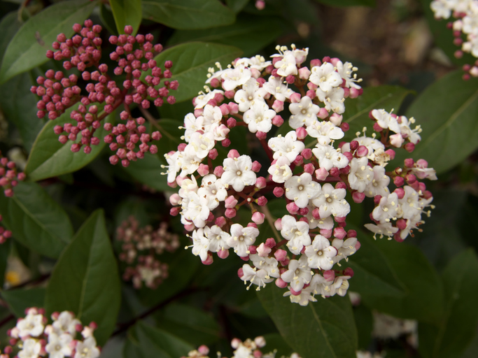 Viburnum Tinus Gwenllian Viburnum Tinus Gwenllian