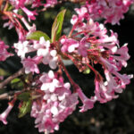 Viburnum farreri
