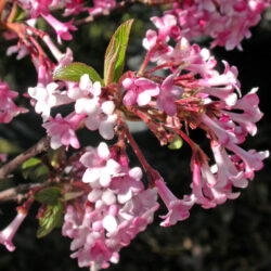 Viburnum farreri