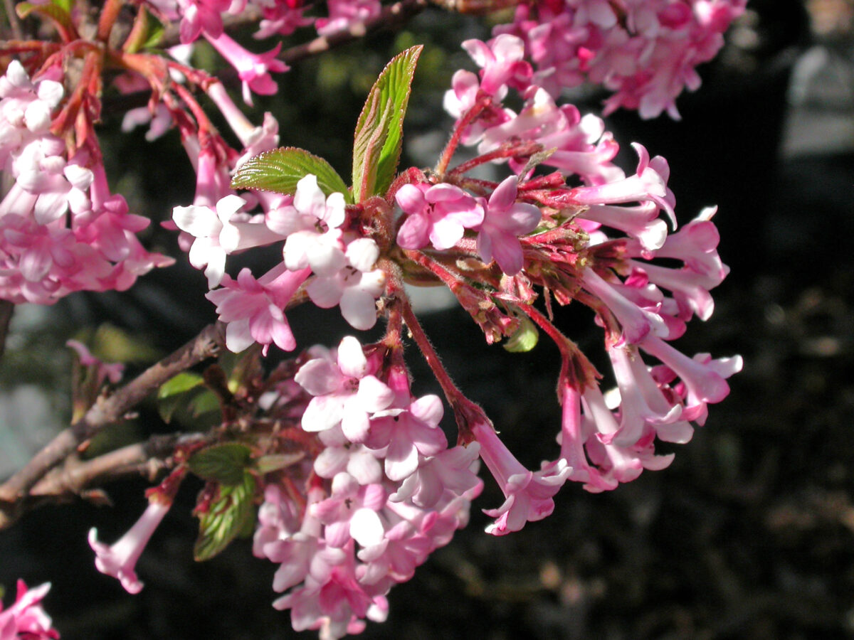 Viburnum farreri Viburnum farreri