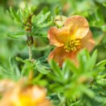 potentilla frut red ace