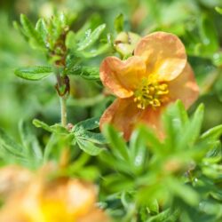 potentilla frut red ace
