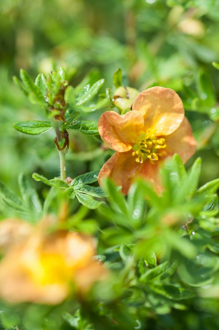 potentilla frut red ace potentilla frut red ace