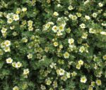 potentilla fruticosa abbotswood