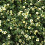 potentilla fruticosa abbotswood