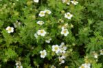 potentilla fruticosa abbotswood
