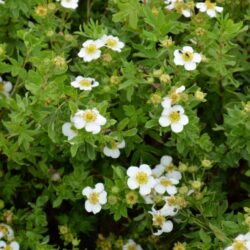 potentilla fruticosa abbotswood