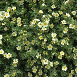 potentilla fruticosa abbotswood