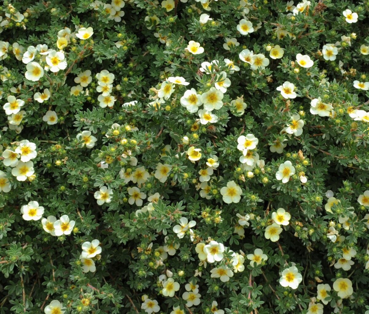 potentilla fruticosa abbotswood potentilla fruticosa abbotswood