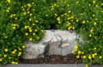 potentilla goldfinger