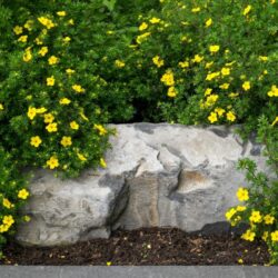 potentilla goldfinger