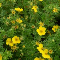 potentilla goldfinger