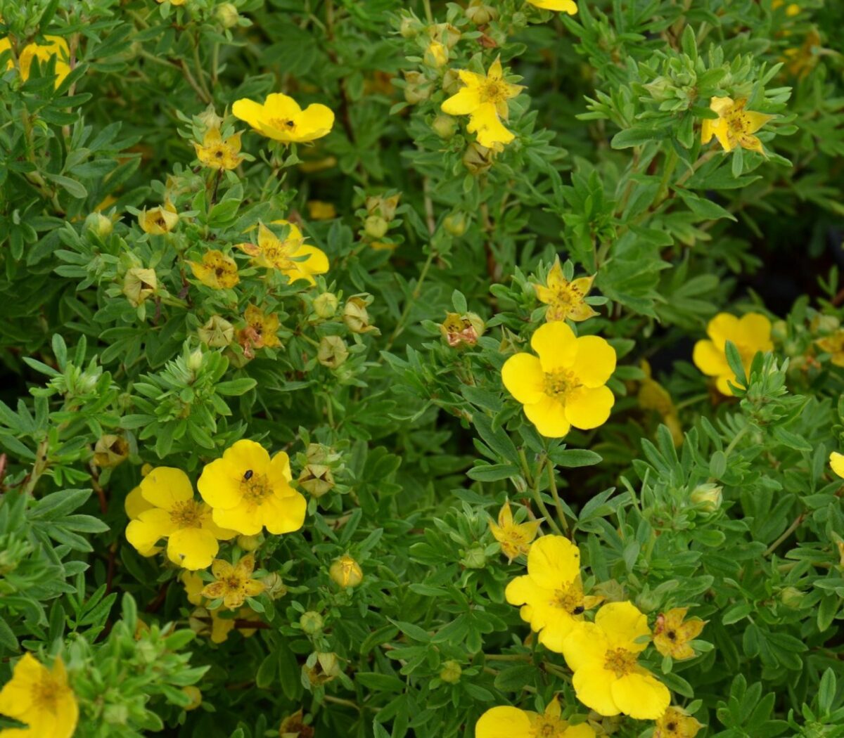 potentilla goldfinger potentilla goldfinger