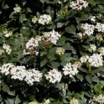 viburnum tinus