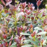 viburnum odoratissimum coppertop