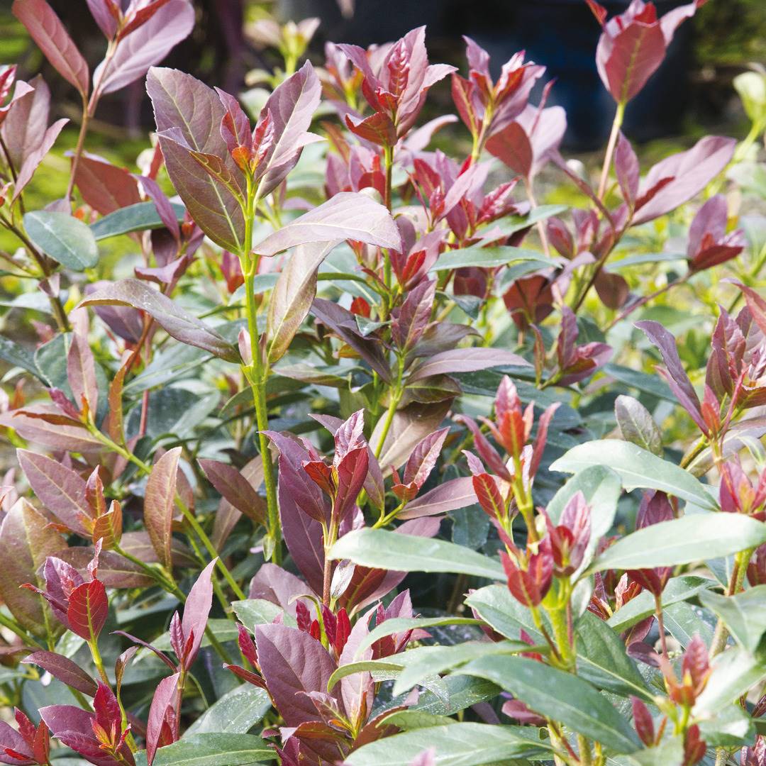 viburnum odoratissimum coppertop viburnum odoratissimum coppertop