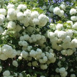 viburnum opulus roseum