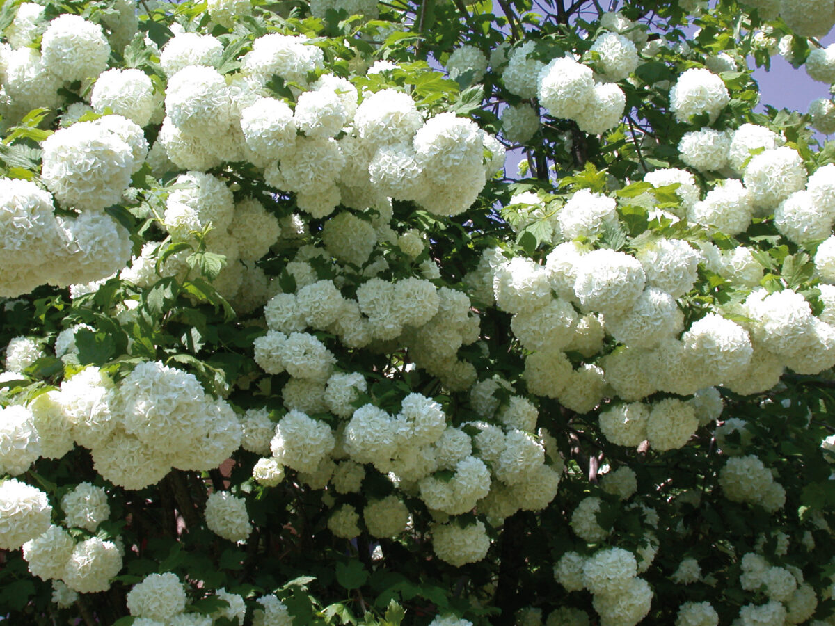 viburnum opulus roseum viburnum opulus roseum