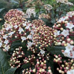 viburnum tinus giganteum