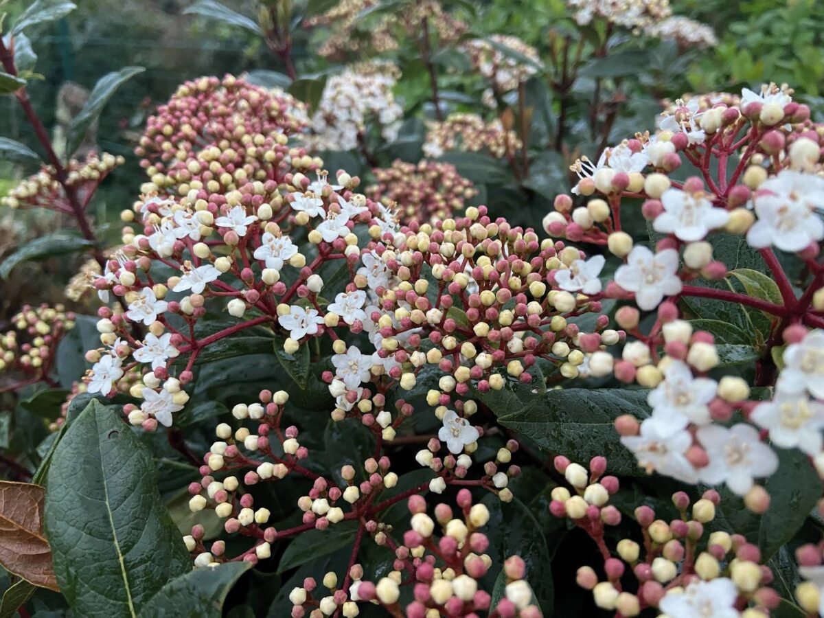 viburnum tinus giganteum viburnum tinus giganteum